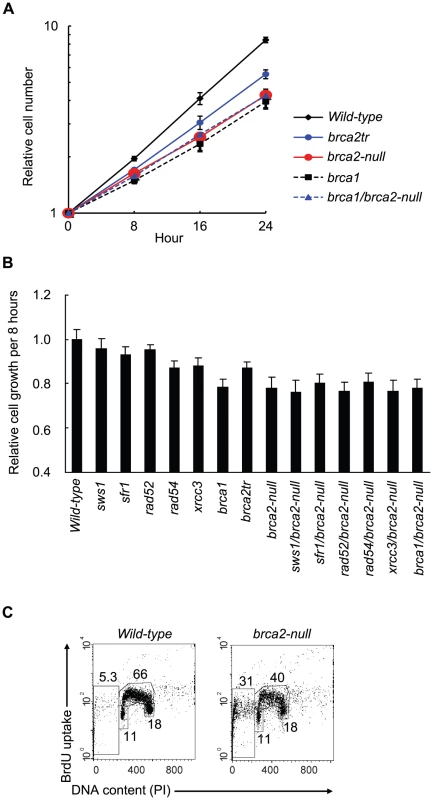 Decreased cellular proliferation in <i>brca2-null</i> cells.