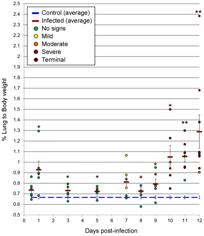Lung weight to body weight ratios.