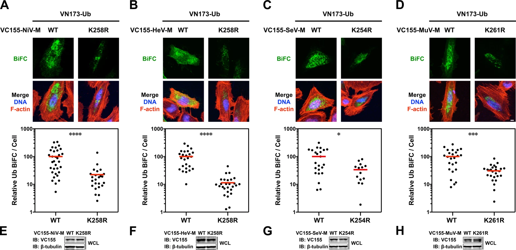 Quantitative BiFC analysis of Nipah, Hendra, Sendai and Mumps virus matrix ubiquitination regulated by a lysine within the NLS<sub>bp</sub>.