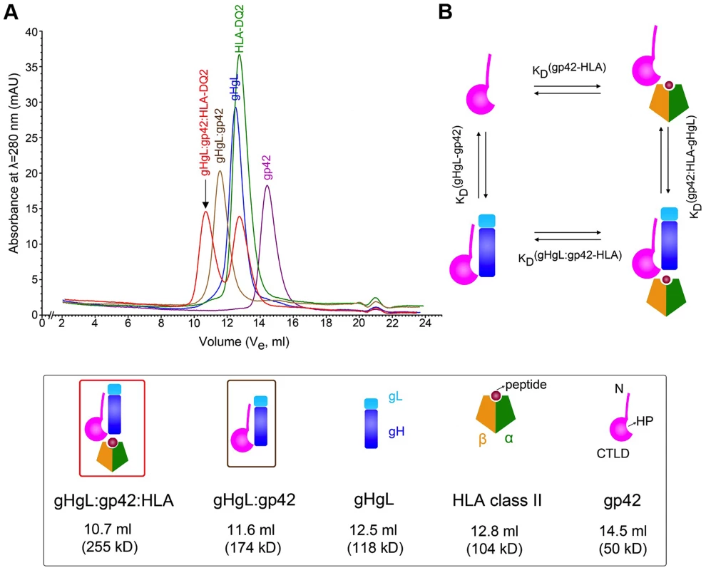 Biochemical assembly of the EBV B cell triggering complex.