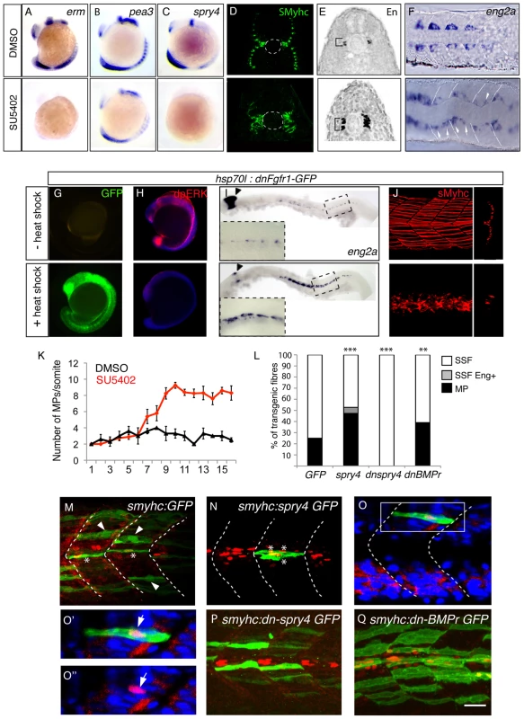 <i>sprouty4</i>-mediated FGF inhibition promotes muscle pioneer formation.