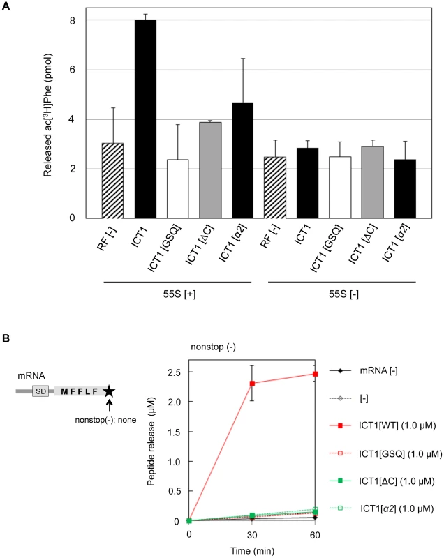 The peptide-release activity of ICT1 requires the insertion sequence in the N-terminal globular domain.