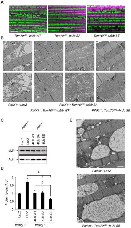 Mitochondrial expression of phospho-mimetic polyUb chain improves mitochondrial degeneration by PINK1 inactivation in <i>Drosophila</i>.