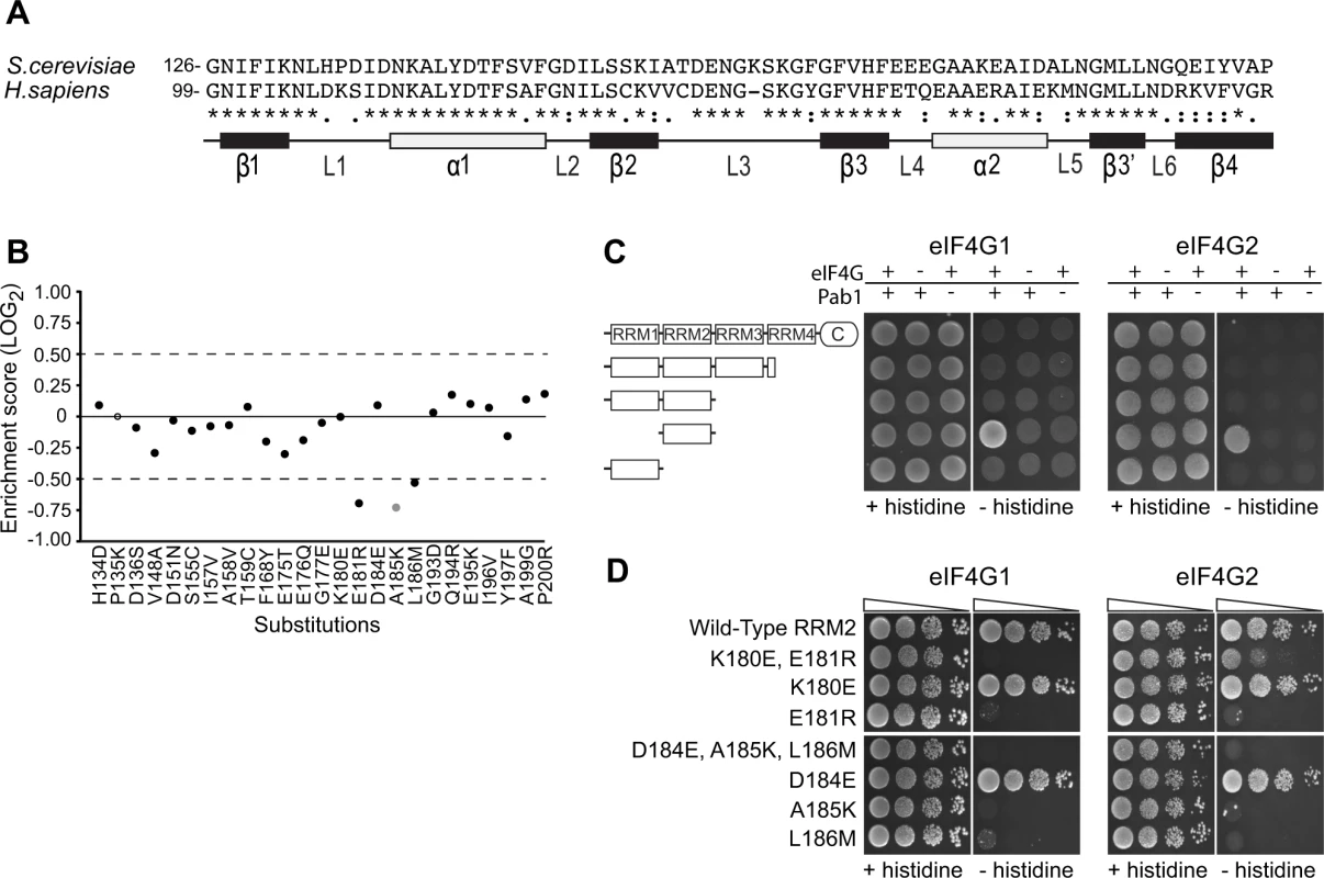 Functional consequences of single amino acid substitutions corresponding to residues found in the human RRM2 domain.