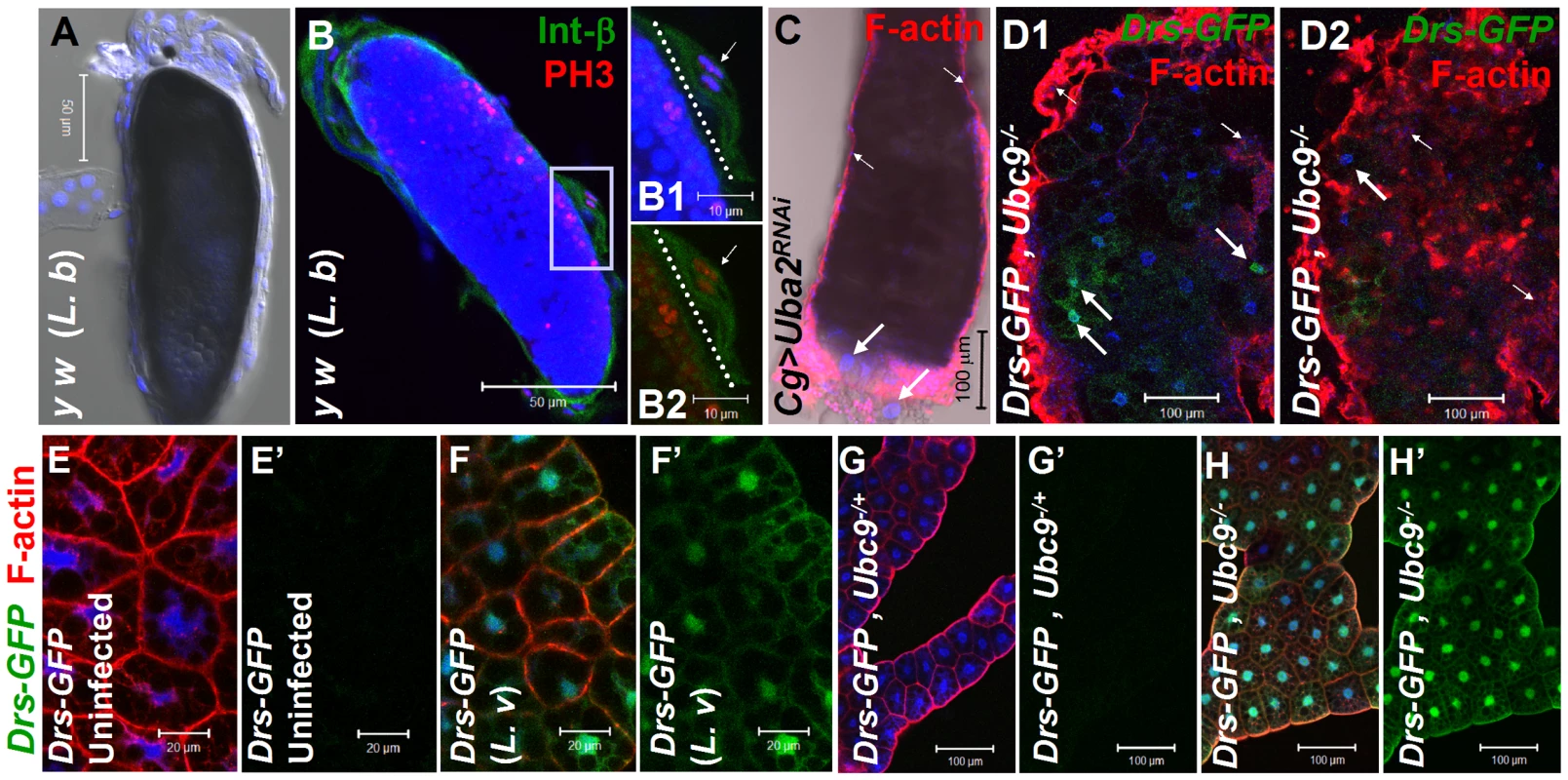 Inflammatory responses in the fly larvae.