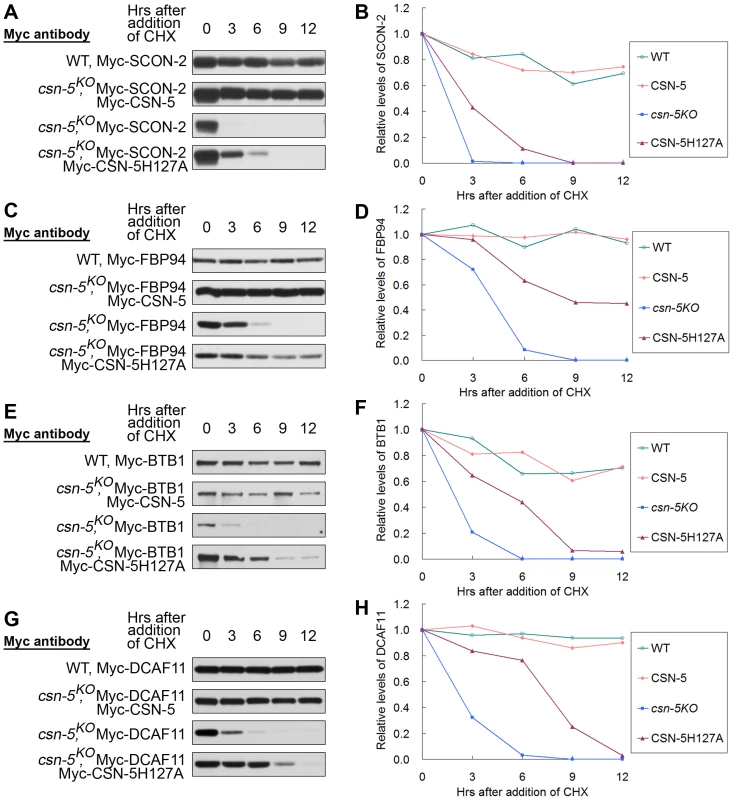 CSN containing mutant CSN-5 efficiently prevents degradation of substrate receptors of CRLs.