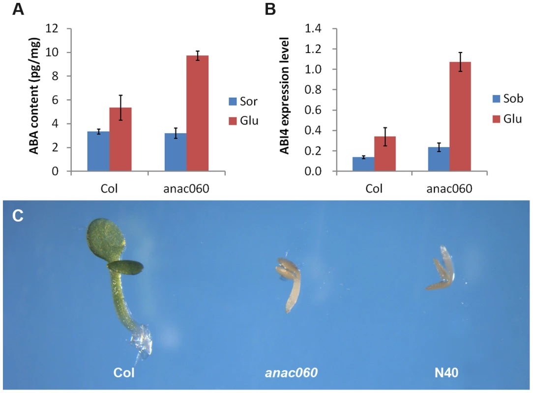 <i>ANAC060</i> attenuates Glc-induced ABA accumulation and ABA sensitivity.