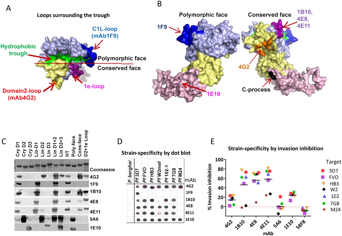 Mapping inhibitory monoclonal antibodies.