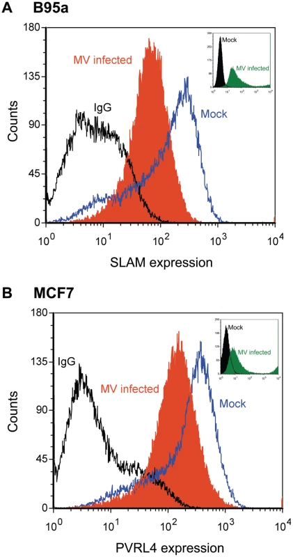 Surface PVRL4 expression is down regulated following wtMV infection.