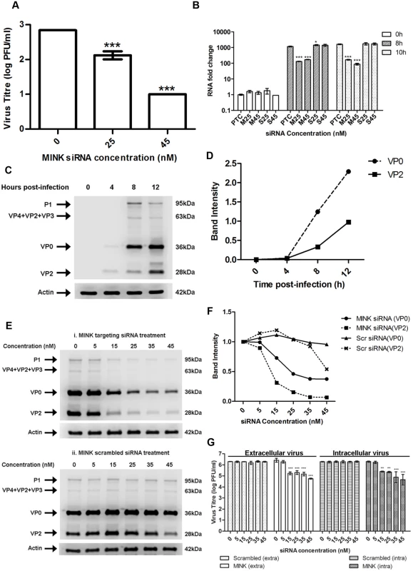 MINK plays an essential role in EV71 viral protein synthesis.
