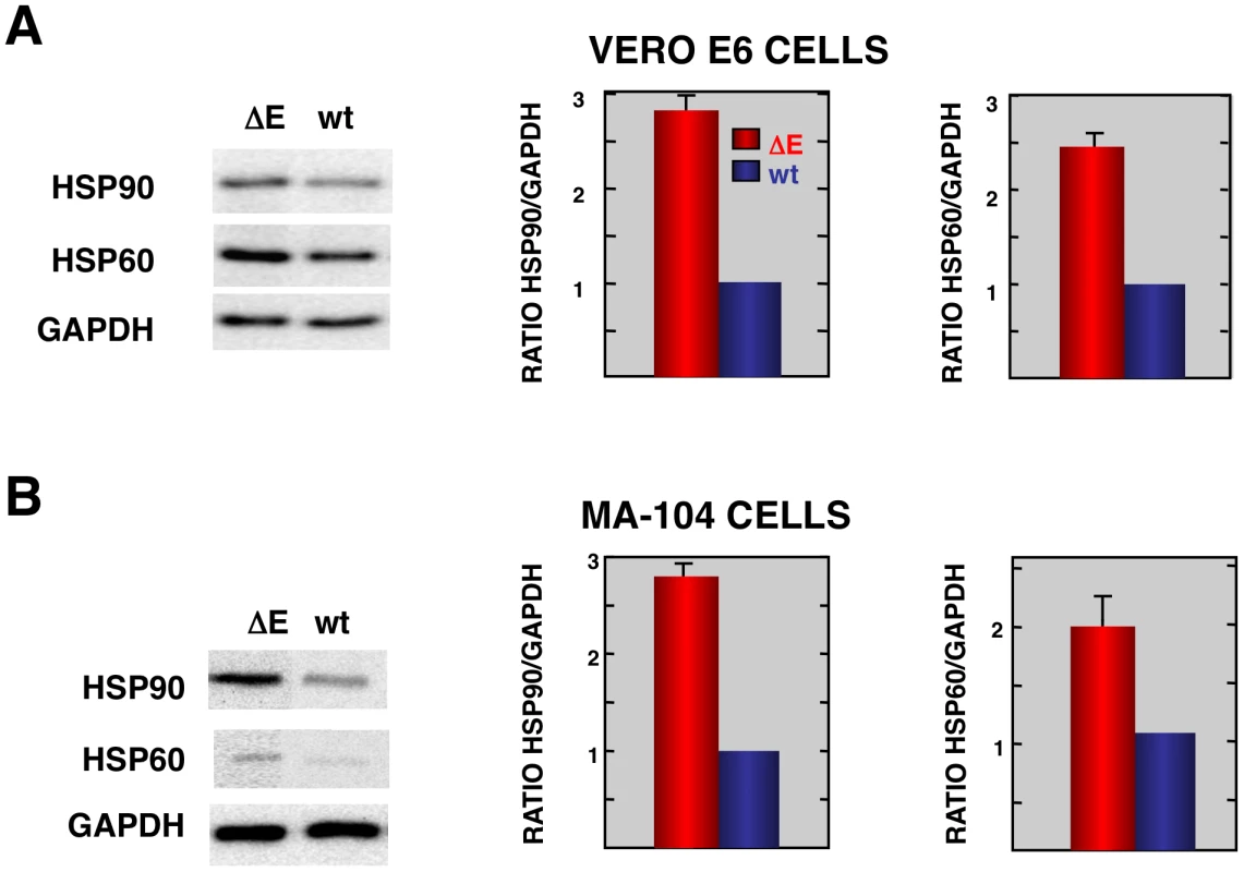 Stress response proteins are differentially expressed in rSARS-CoV-ΔE versus rSARS-CoV-infected cells.