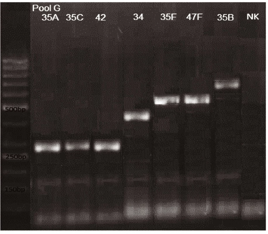 mPCR pool G
Dráha 1: 50bp DNA Ladder
Dráha 2: <i>S. pneumoniae</i> sérotyp 35A (280bp)
Dráha 3: <i>S. pneumoniae</i> sérotyp 35C (280bp)
Dráha 4: <i>S. pneumoniae</i> sérotyp 42 (280bp)
Dráha 5: <i>S. pneumoniae</i> sérotyp 34 (408bp)
Dráha 6: <i>S. pneumoniae</i> sérotyp 35F (517bp)
Dráha 7: <i>S. pneumoniae</i> sérotyp 47F (517bp)
Dráha 8: <i>S. pneumoniae</i> sérotyp 35B (677bp)
Dráha 9: negativní kontrola
Dráha 2–8: pozitivní produkt cpsA (160bp)<br>
Fig. 7. mPCR pool G
Lane 1: 50bp DNA Ladder
Lane 2: <i>S. pneumoniae</i> serotype 35A (280bp)
Lane 3: <i>S. pneumoniae</i> serotype 35C (280bp)
Lane 4: <i>S. pneumoniae</i> serotype 42 (280bp)
Lane 5: <i>S. pneumoniae</i> serotype 34 (408bp)
Lane 6: <i>S. pneumoniae</i> serotype 35F (517bp)
Lane 7: <i>S. pneumoniae</i> serotype 47F (517bp)
Lane 8: <i>S. pneumoniae</i> serotype 35B (677bp)
Lane 9: negative control
Lanes 2–8: positive product cpsA (160bp)