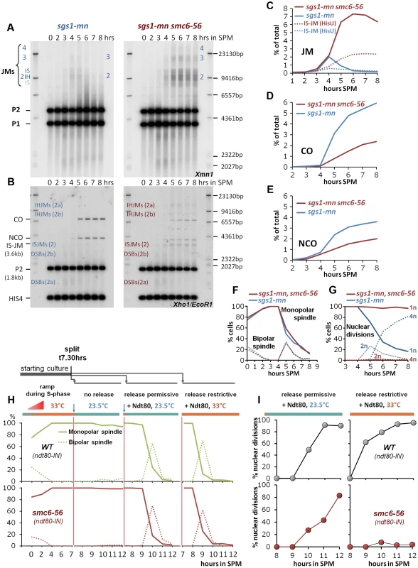 The Smc5/6-Mms21 complex is required for the function of the “rogue JM resolvases”.