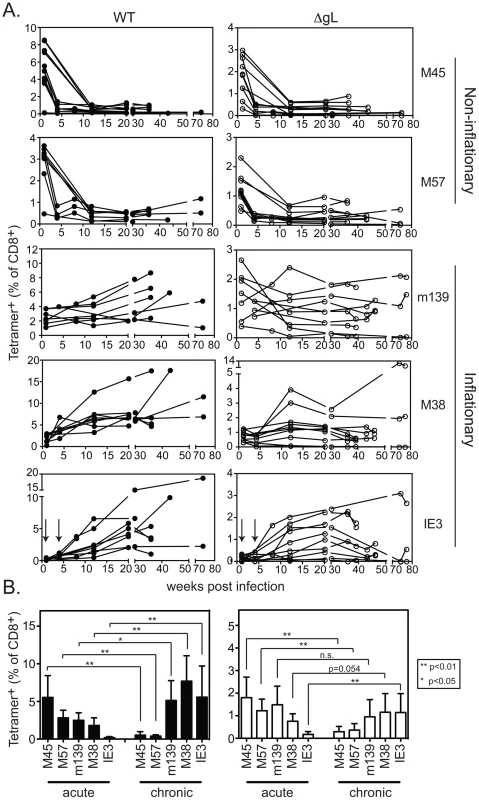 Spread-defective MCMV drives CD8+ T cell memory inflation.