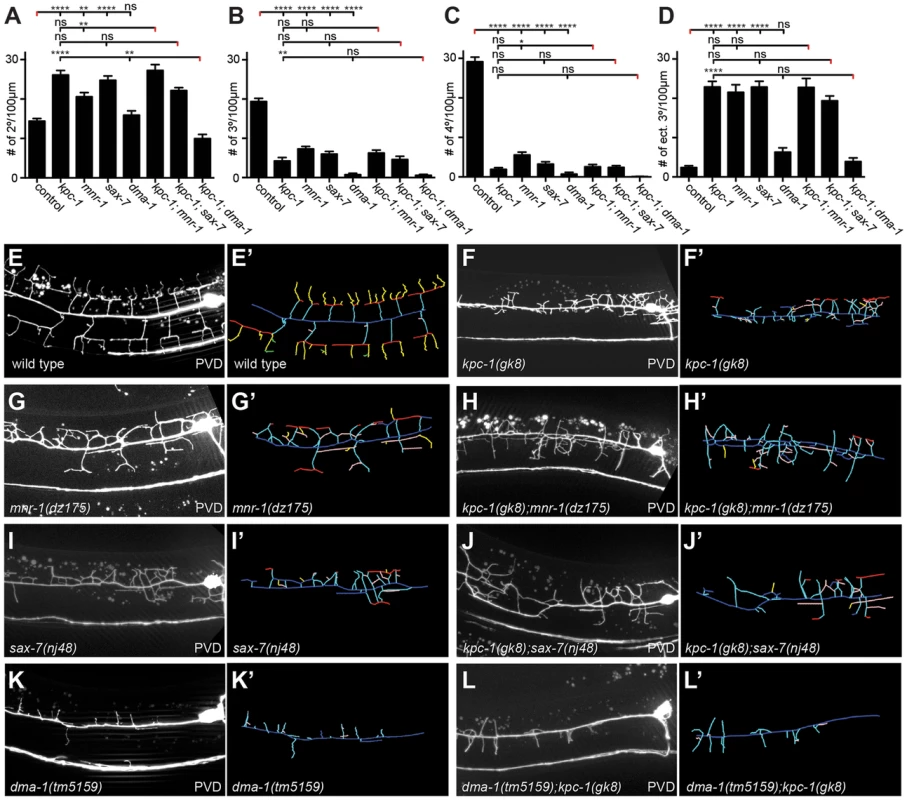 <i>kpc-1</i> acts in a genetic pathway with <i>mnr-1</i>/menorin, <i>sax-7</i>/L1CAM, and the leucine rich repeat (LRR) transmembrane receptor <i>dma-1</i>.