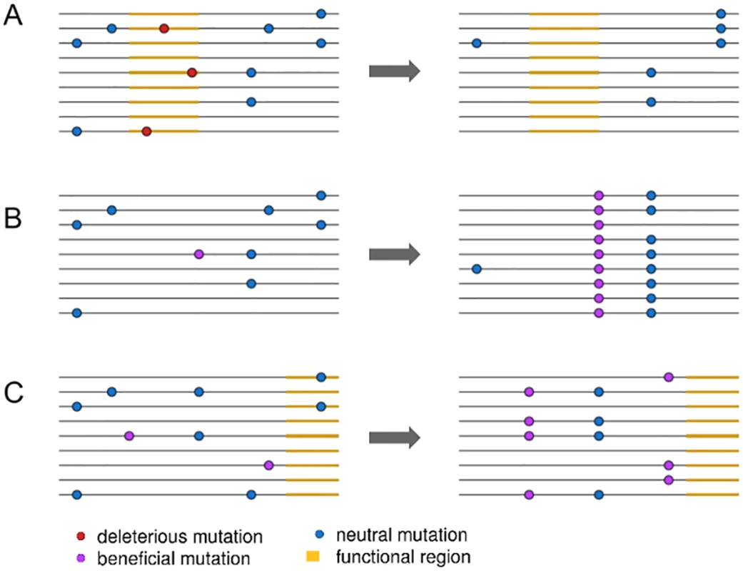 An illustration of three linked selection scenarios.