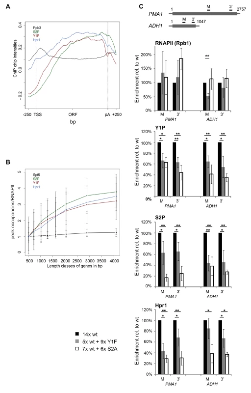 Y1 and/or S2 phosphorylation is essential for TREX recruitment in vivo.
