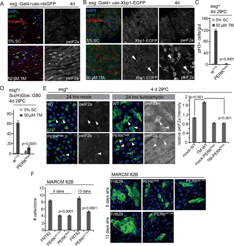 PERK integrates local and tissue-wide ER stress responses to regulate ISC proliferation.
