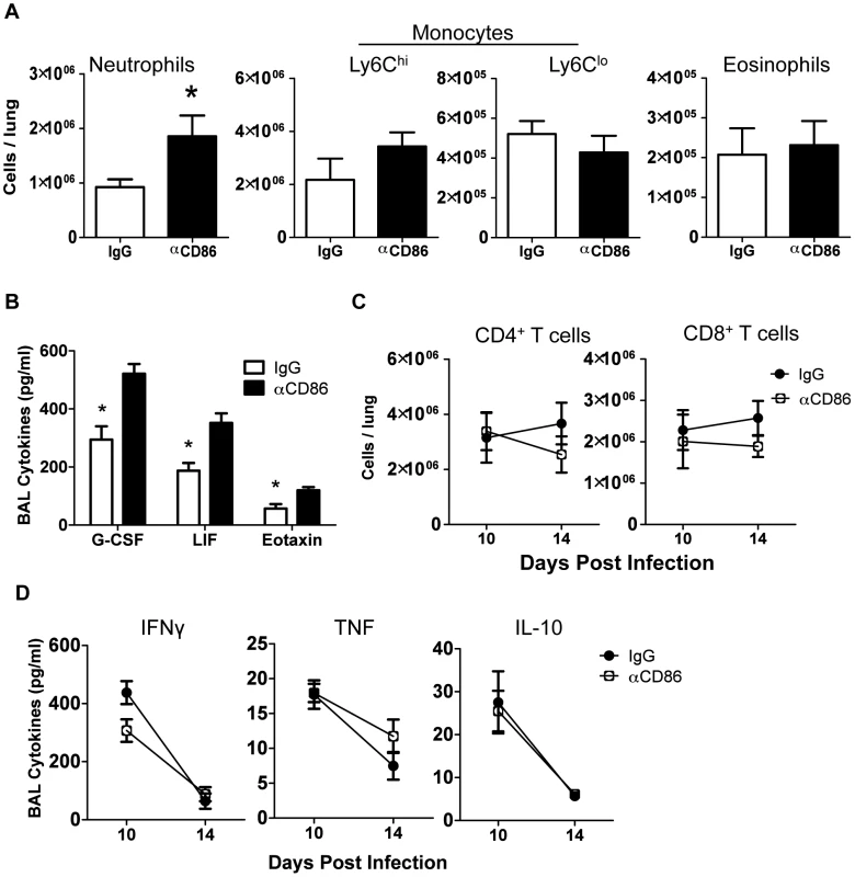 Innate pulmonary inflammation is increased after CD86 blockade.