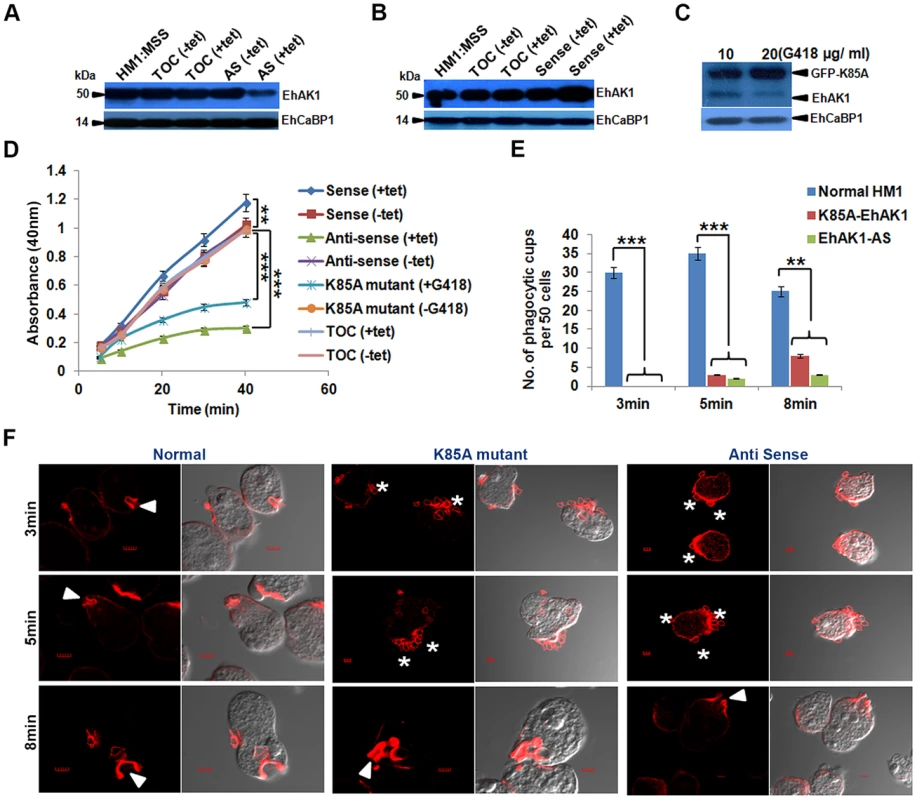 EhAK1 is involved in the initiation of phagocytosis.