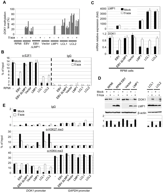 5-Aza treatment rescue <i>DOK1</i> expression in EBV infected cells.
