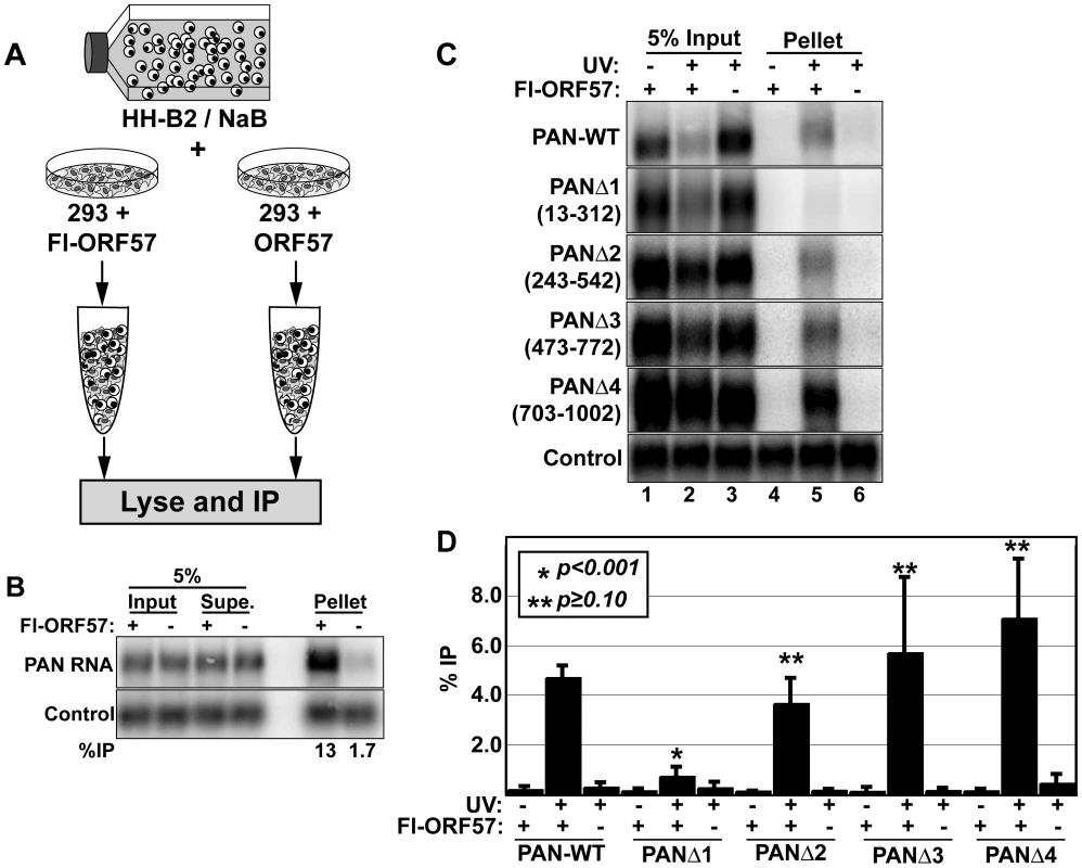 ORF57 binds PAN RNA in transfected cells.
