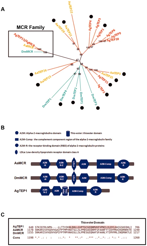 Comparison of the functional domains and phylogenetic analysis of insect thioester-containing proteins (iTEPs).