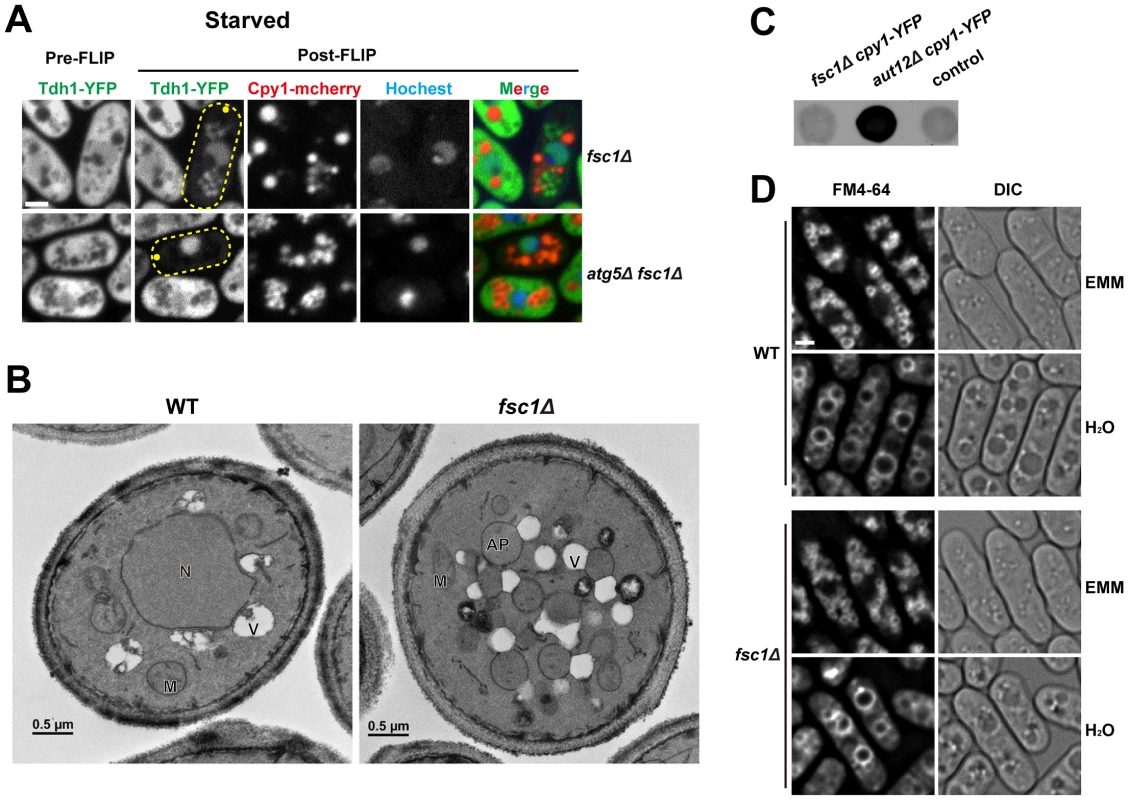 Fsc1 is required for autophagosome-vacuole fusion.