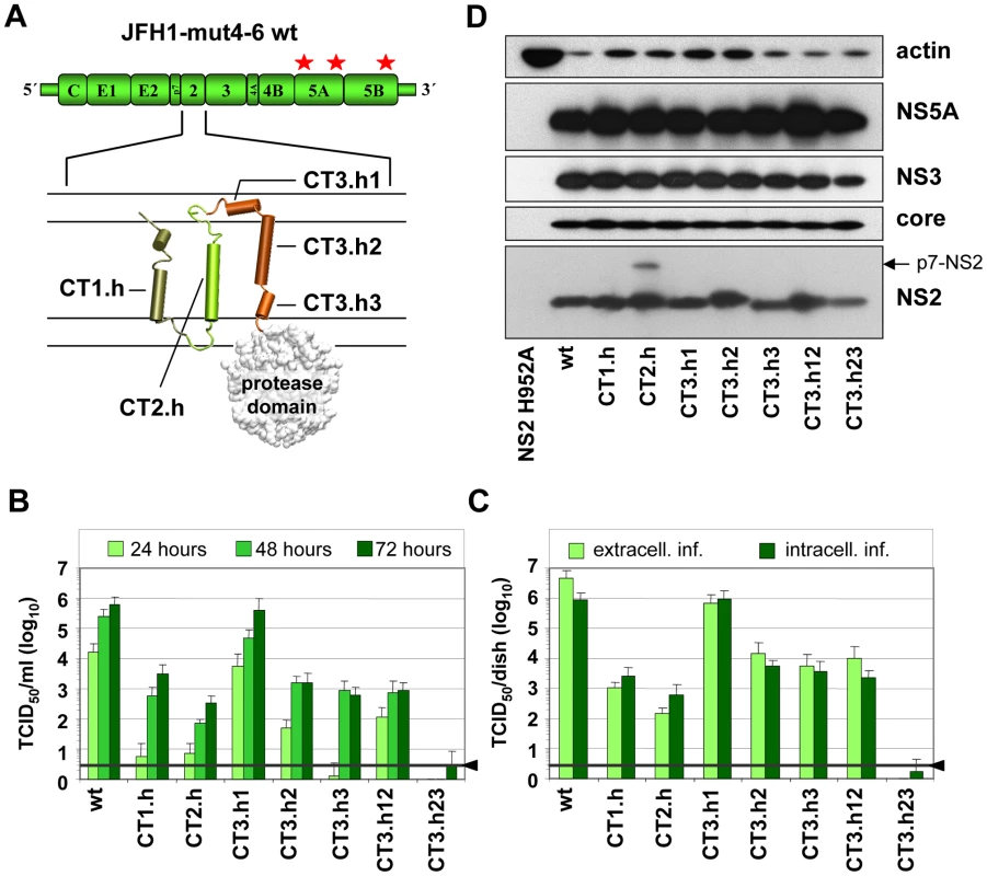 Exchange of helices within the NS2 membrane binding domain and impact on infectious HCV particle production.