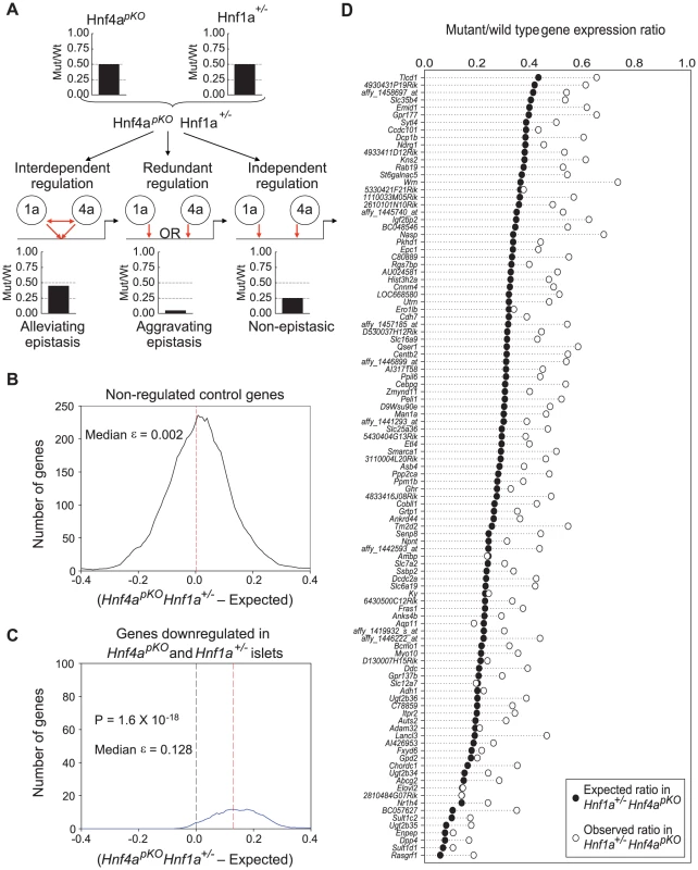 Epistasis reveals functional synergism between Hnf1α and Hnf4α.