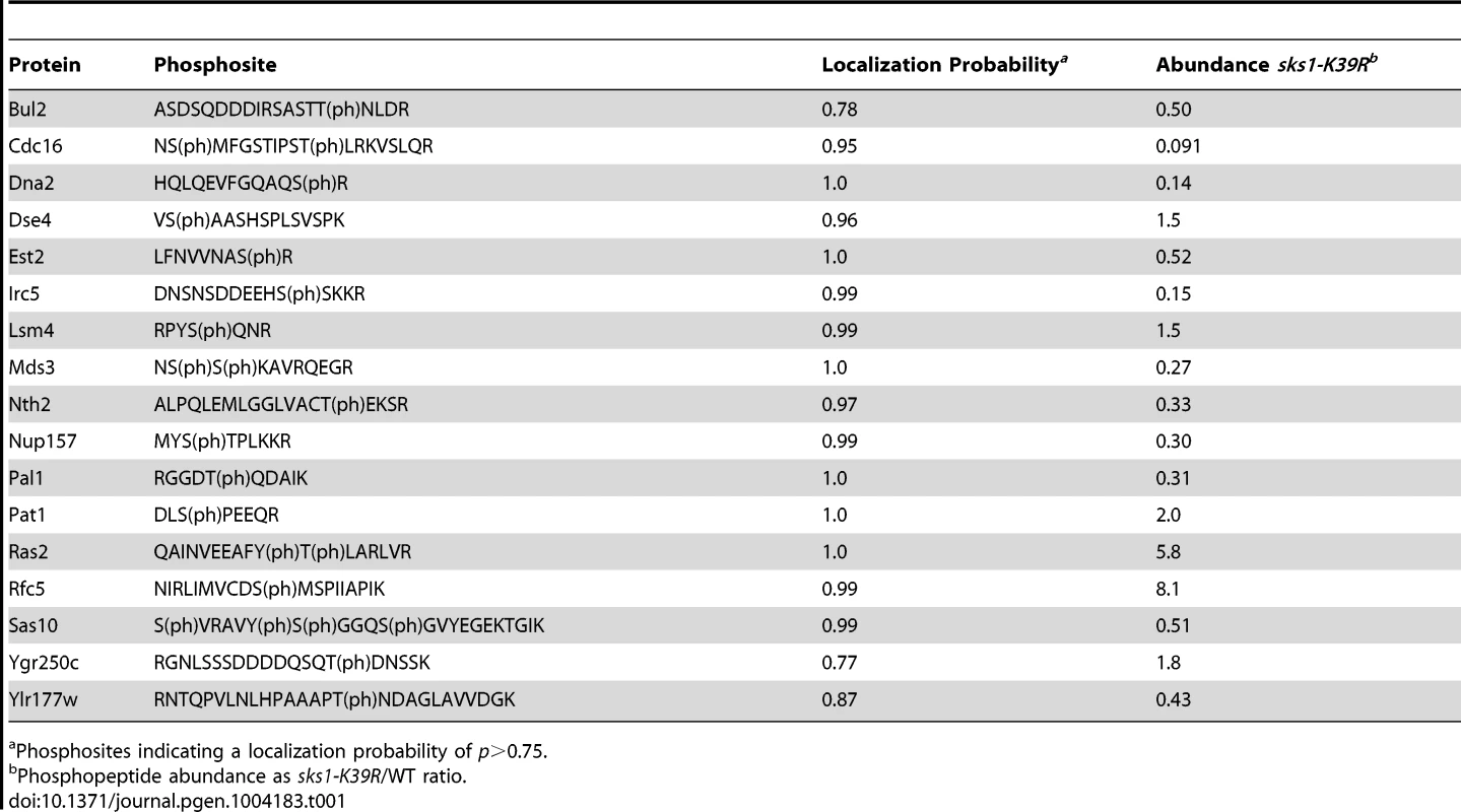 Previously unreported phosphosites from peptides differentially abundant in <i>sks1-K39R</i>.