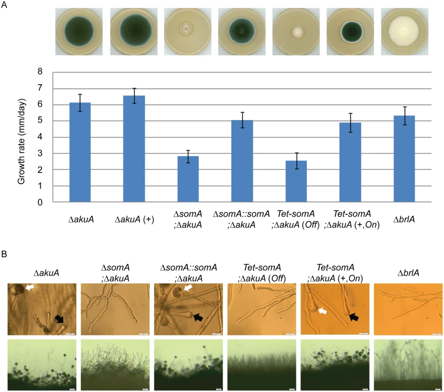 SomA promotes growth and conidia formation of <i>A</i>. <i>fumigatus</i>.