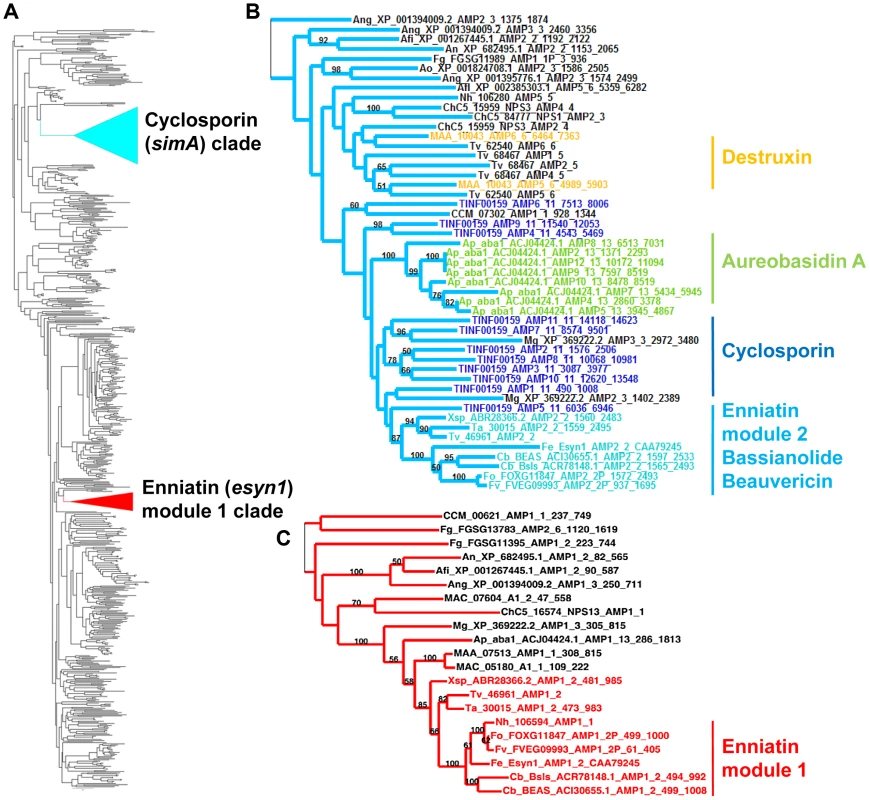 Phylogeny of cyclosporin synthetase (<b><i>simA</i></b><b>).</b>