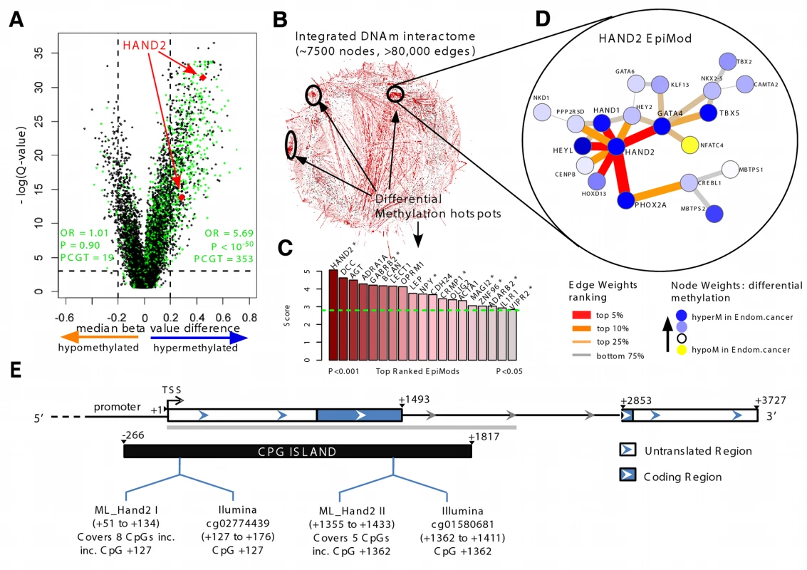 Discovery of <i>HAND2</i> methylation as a core feature in endometrial cancer.