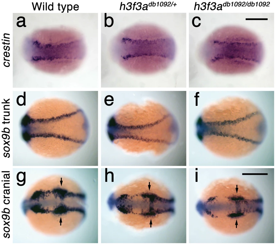 Trunk NC is largely unaffected in <i>h3f3a<sup>db1092</sup></i> mutants.