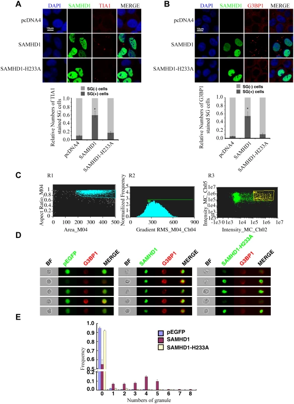 SAMHD1 overexpression induces stress granules formation.