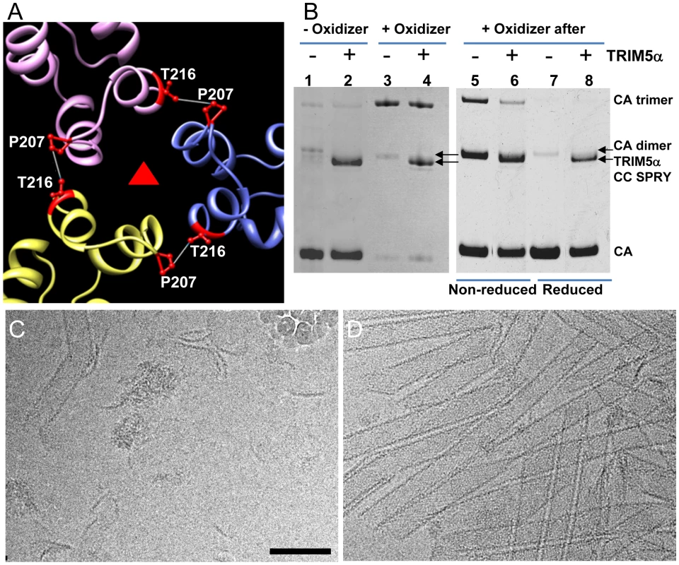 Cross-linked CA assemblies resist structural damage by TRIM5α<sub>rh</sub> CC-SPRY.
