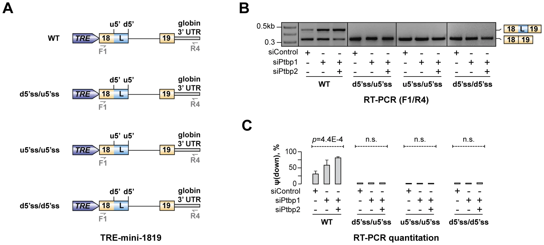 Hps1 regulation depends on u5′ss being weaker than d5′ss.