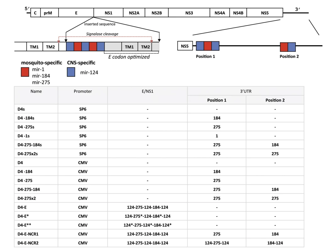 Schematic representation of viral genomes used in this study.