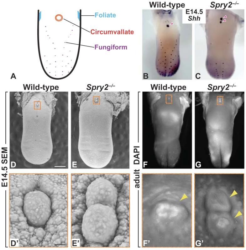 Deletion of <i>Spry2</i> leads to a duplication of the CVP in the posterior tongue.