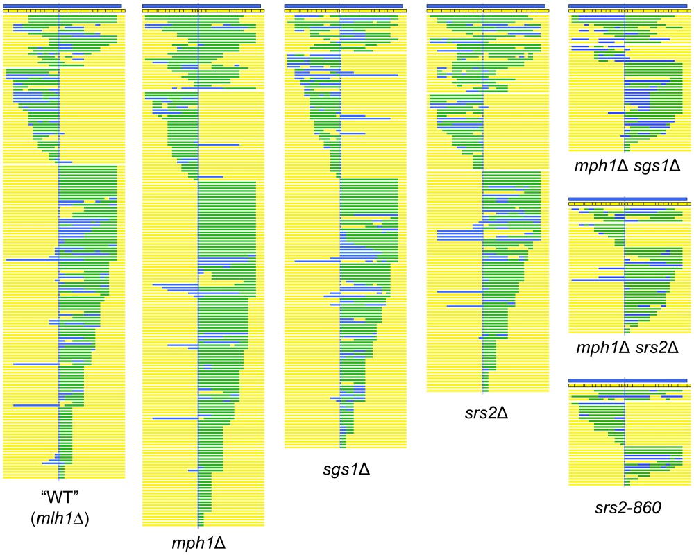 Position of hDNA in NCO products of WT and helicase-deficient strains.