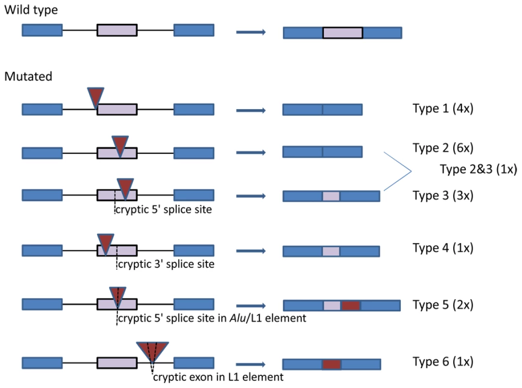Schematic presentation of the splicing effects caused by the identified <i>Alu</i> and L1 insertions.