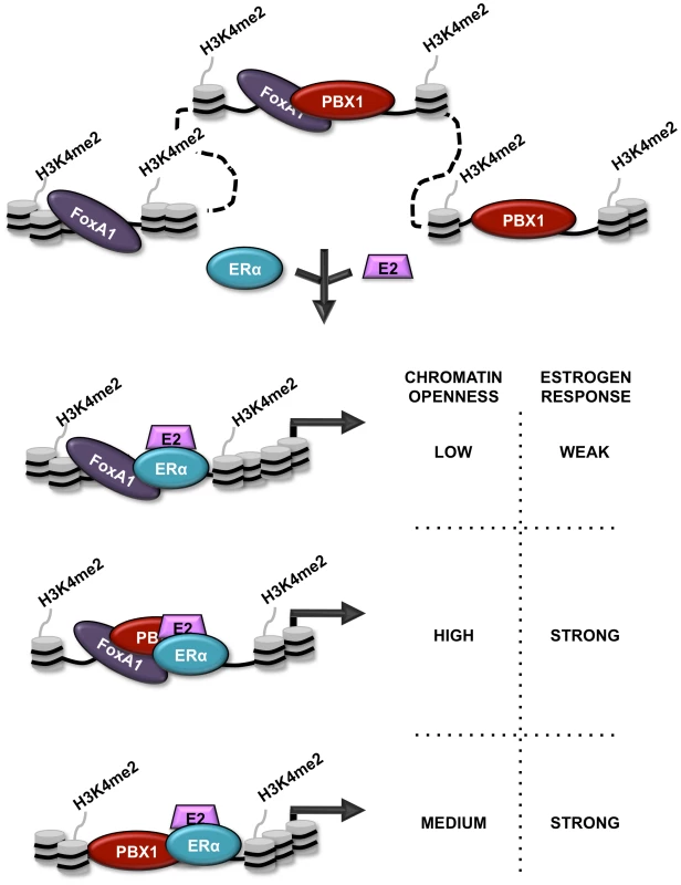 Schematic representation of PBX1 activity in breast cancer.