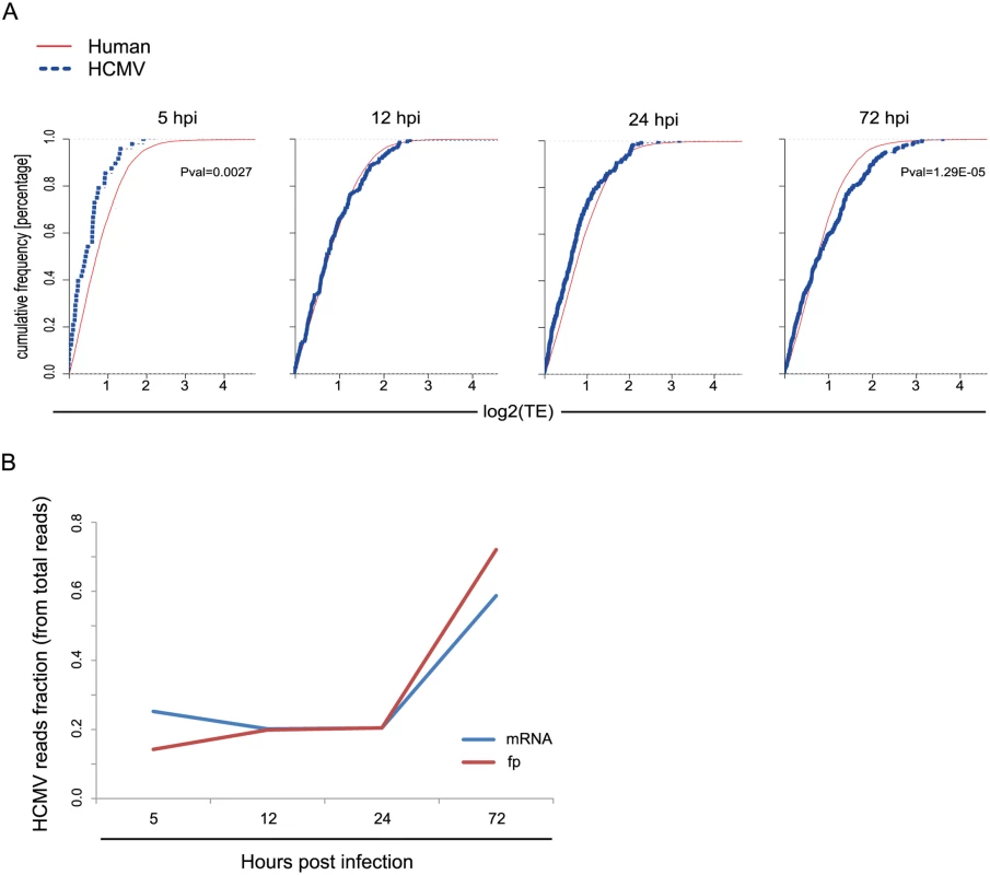 Differences in translation efficiency between viral and human genes along HCMV infection.