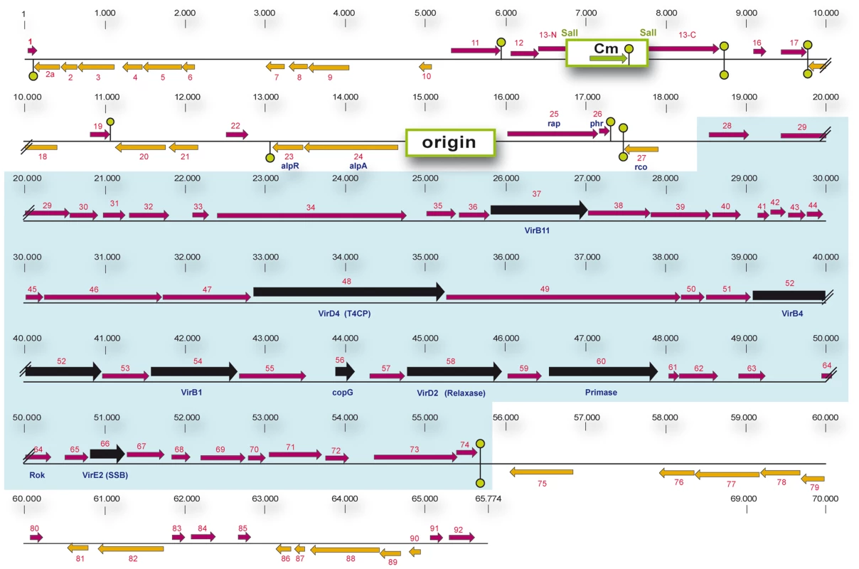 Genetic map of pLS20cat.