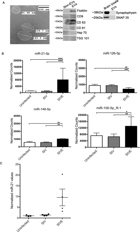 Isolation and characterization of brain derived EVs.