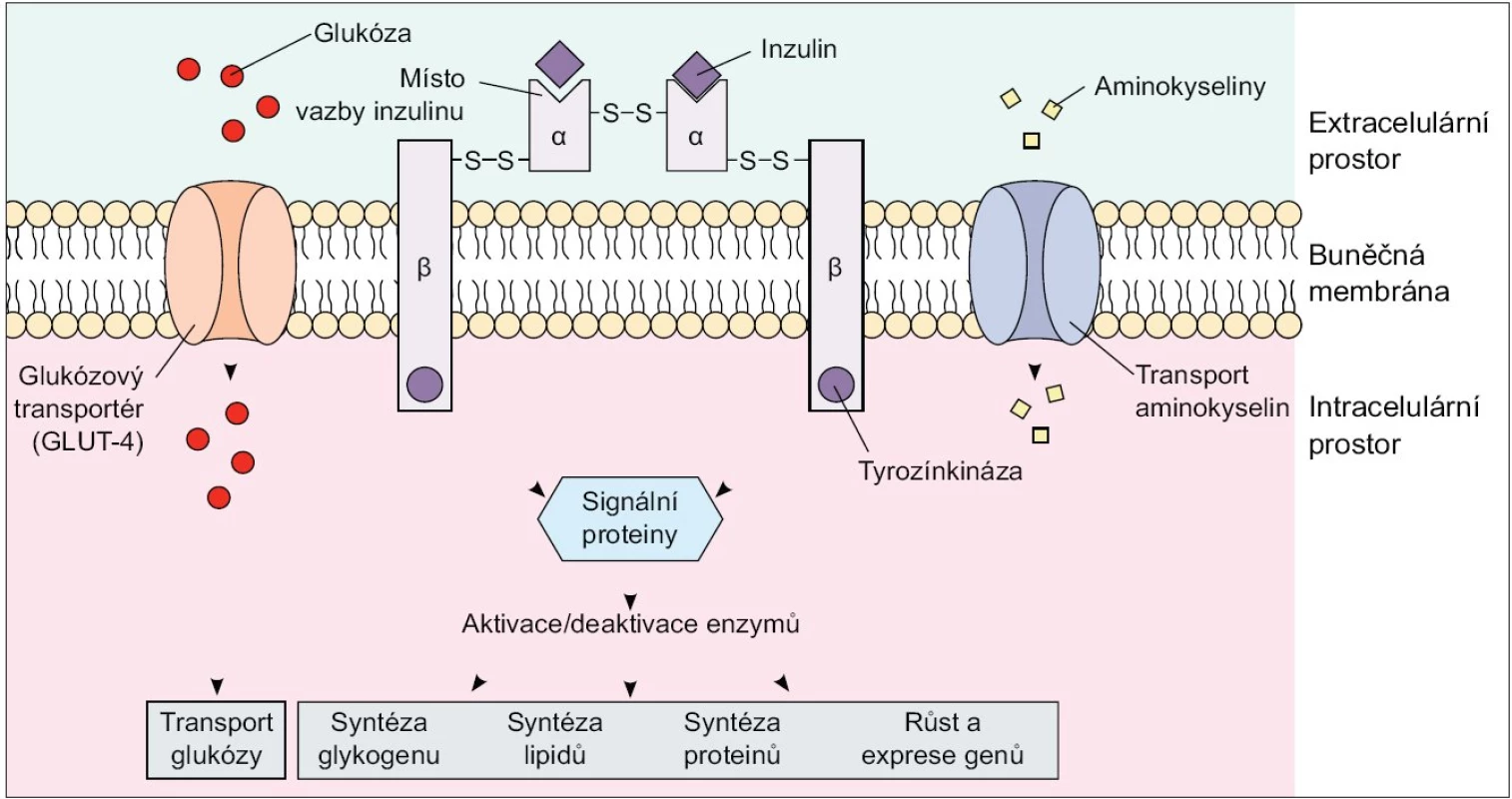 Inzulinový receptor. Upraveno podle http://connection.lww.com/Products/porth7e/Ch43.asp