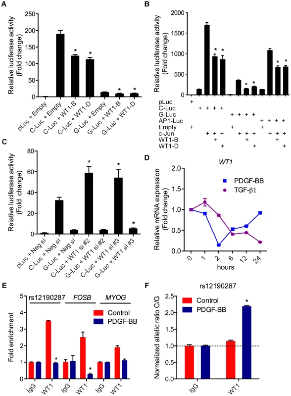 WT1 regulation of rs12190287 <i>in vitro</i> and <i>in vivo</i>.