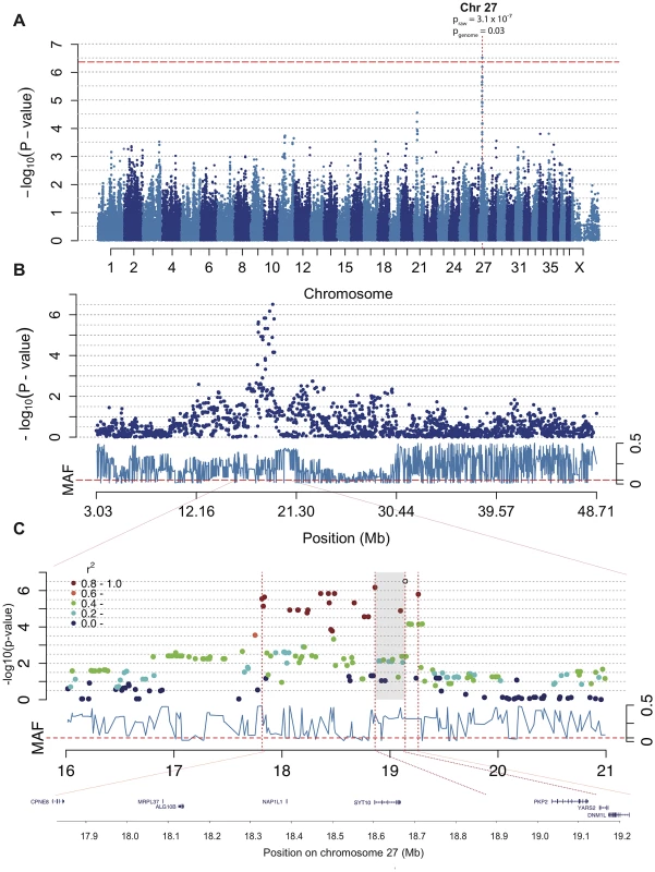 The associated region of ∼1.5 Mb on chromosome 27 includes the excellent candidate gene <i>PKP2</i>.