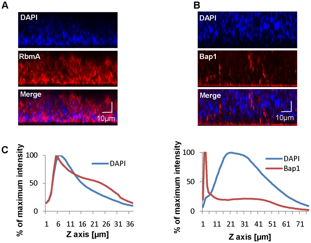 Vertical distribution of Bap1 and RbmA in a native <i>V. cholerae</i> biofilm.